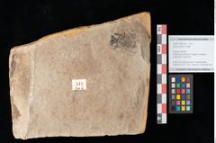 Foto (Objekt + Etikett) von Myrica lignitum Unger (NHMW-GEO-2024-0188-0518)